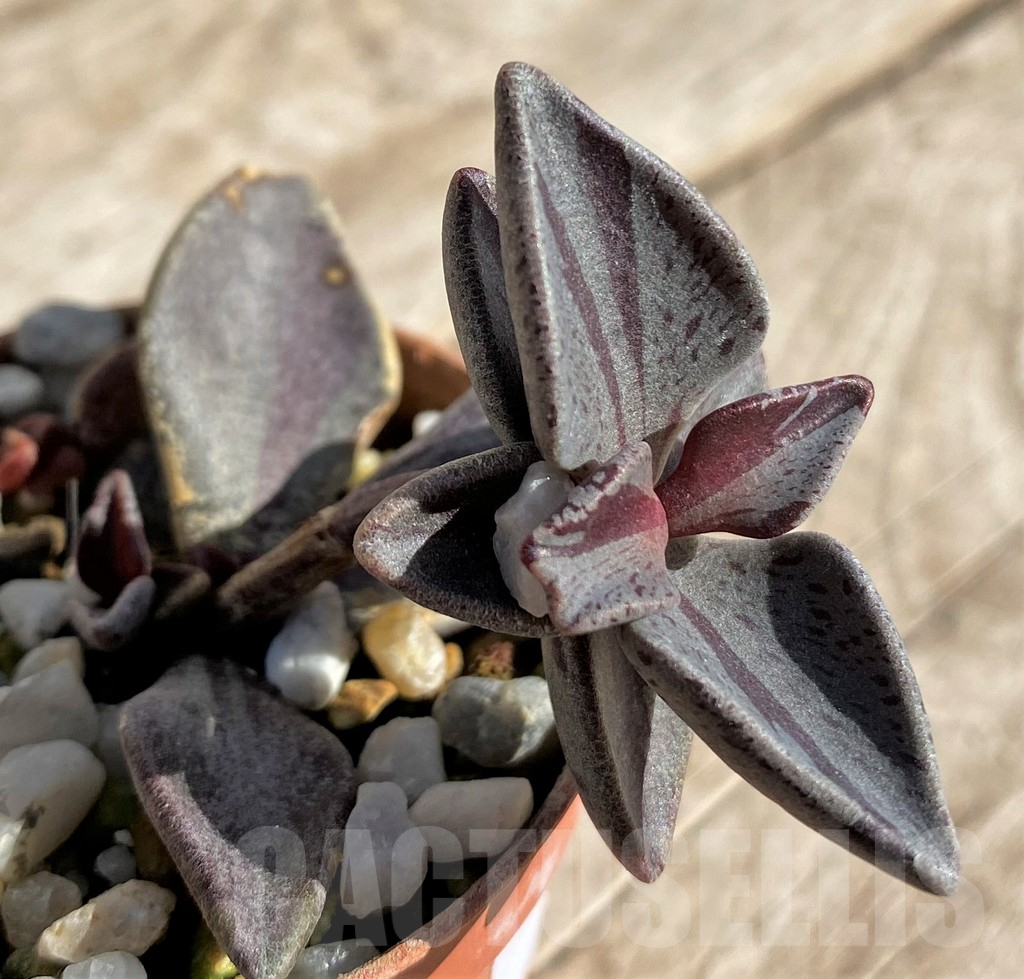 SHPR34322 Lenophyllum guttatum f. variegata