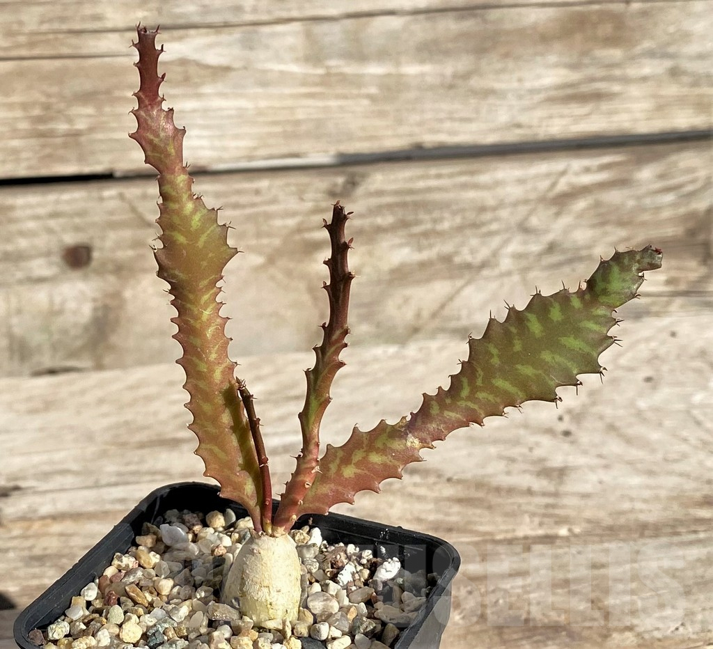 SHPR34323 Euphorbia stellata