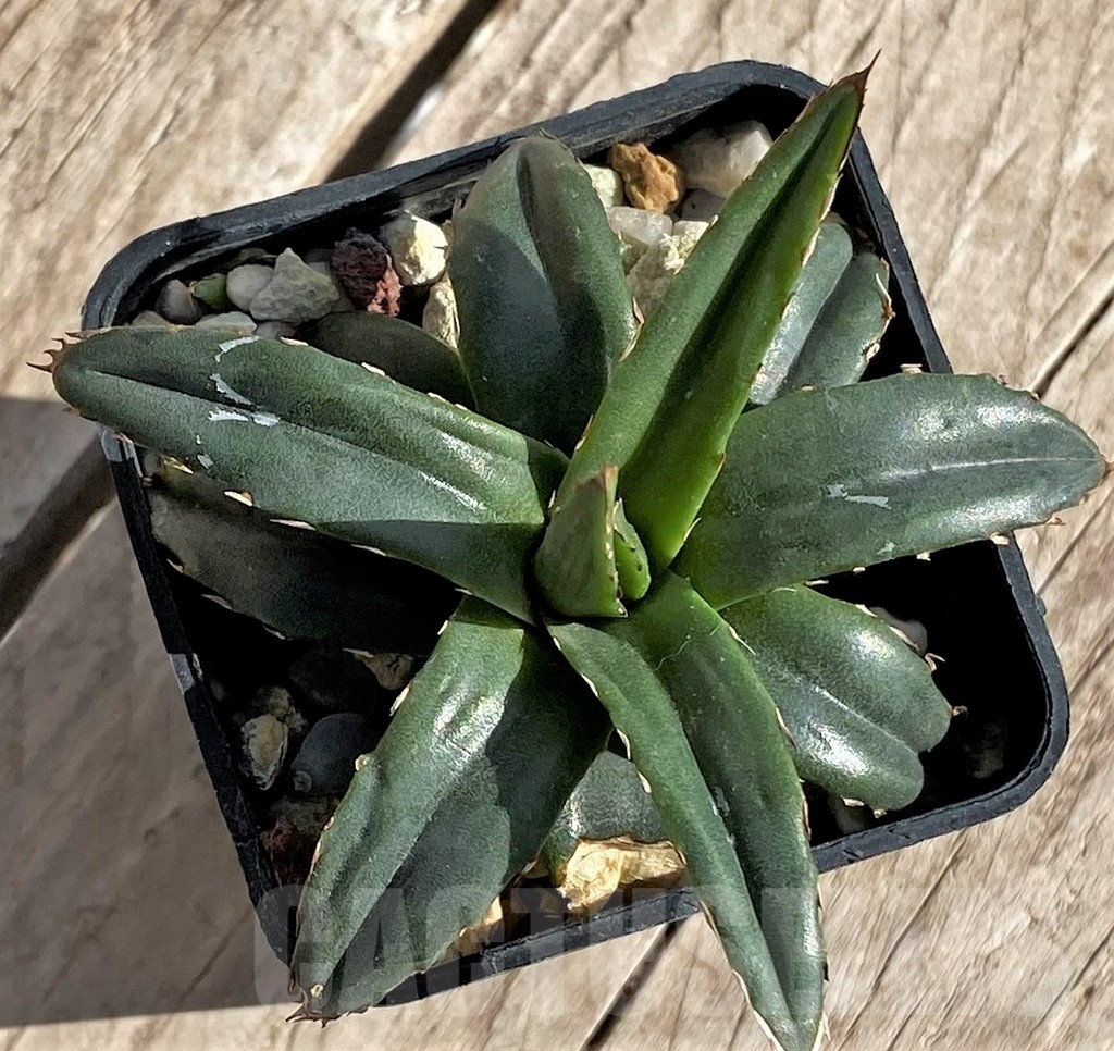 SHPR34325 Agave filifera f. compacta - Imagen 2