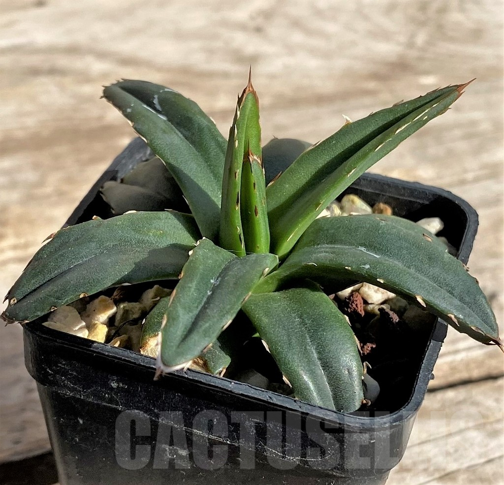SHPR34325 Agave filifera f. compacta