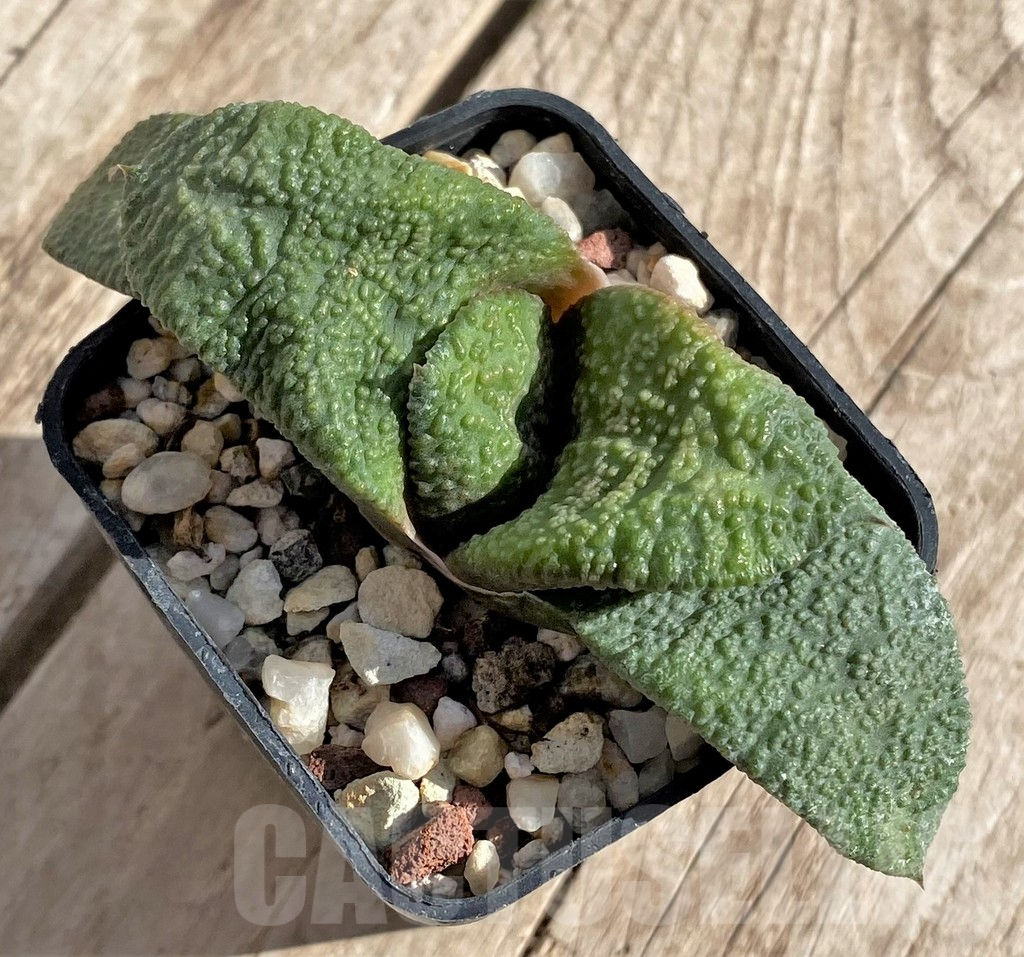 SHPR34326 Gasteria armstrongii -Japan-