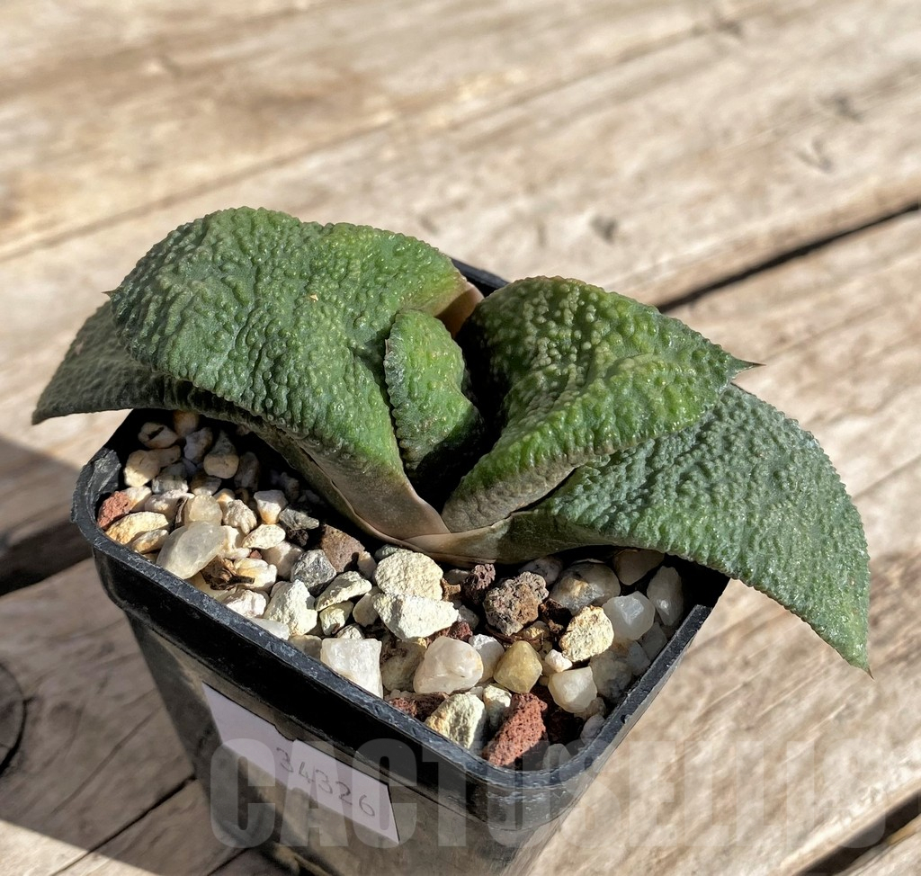 SHPR34326 Gasteria armstrongii -Japan- - Imagen 2