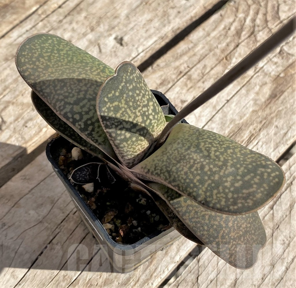 SHPR34328 Gasteria brachyphylla v. bayeri