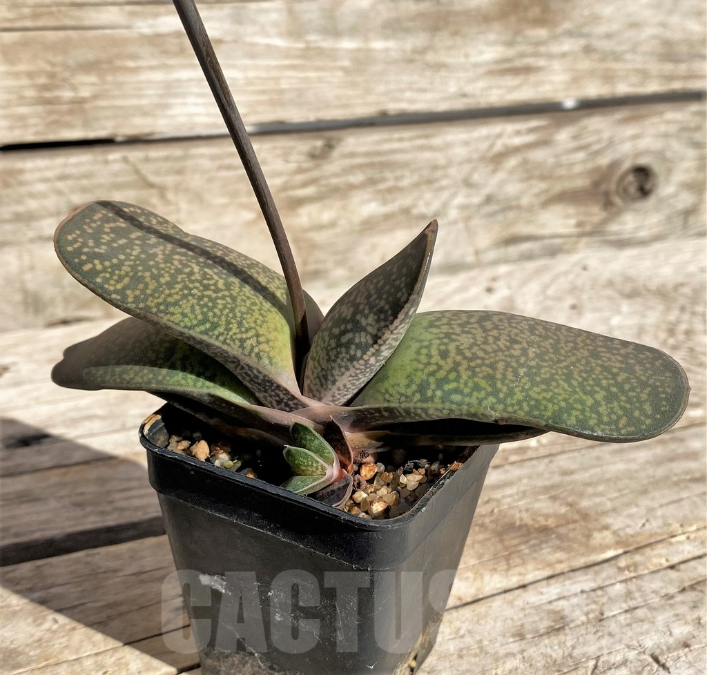 SHPR34328 Gasteria brachyphylla v. bayeri - immagine 2