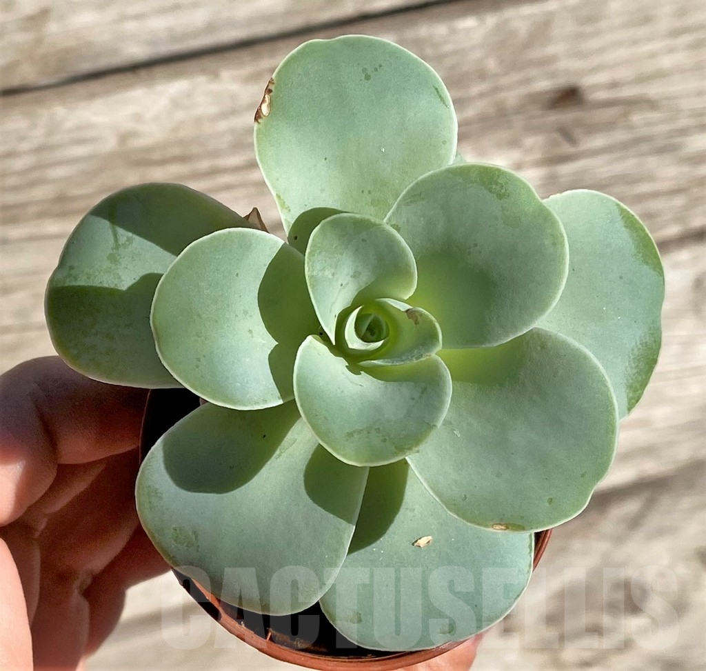 SHPR34459 Greenovia sp.