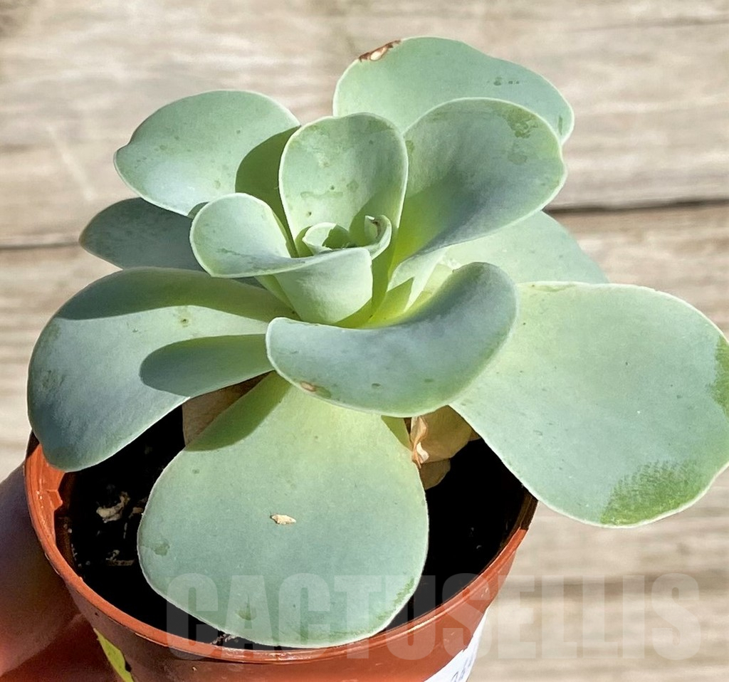 SHPR34459 Greenovia sp. - Image 2