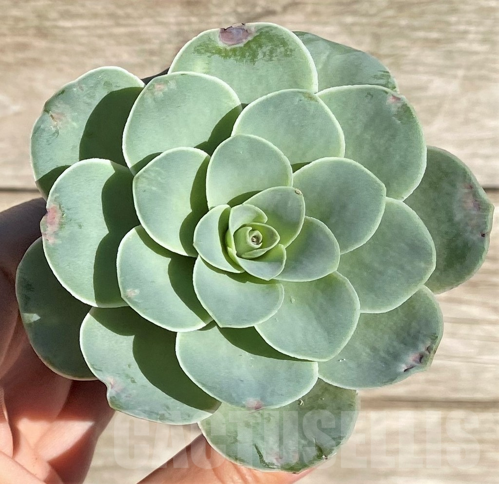 SHPR34460 Greenovia sp. - Image 3