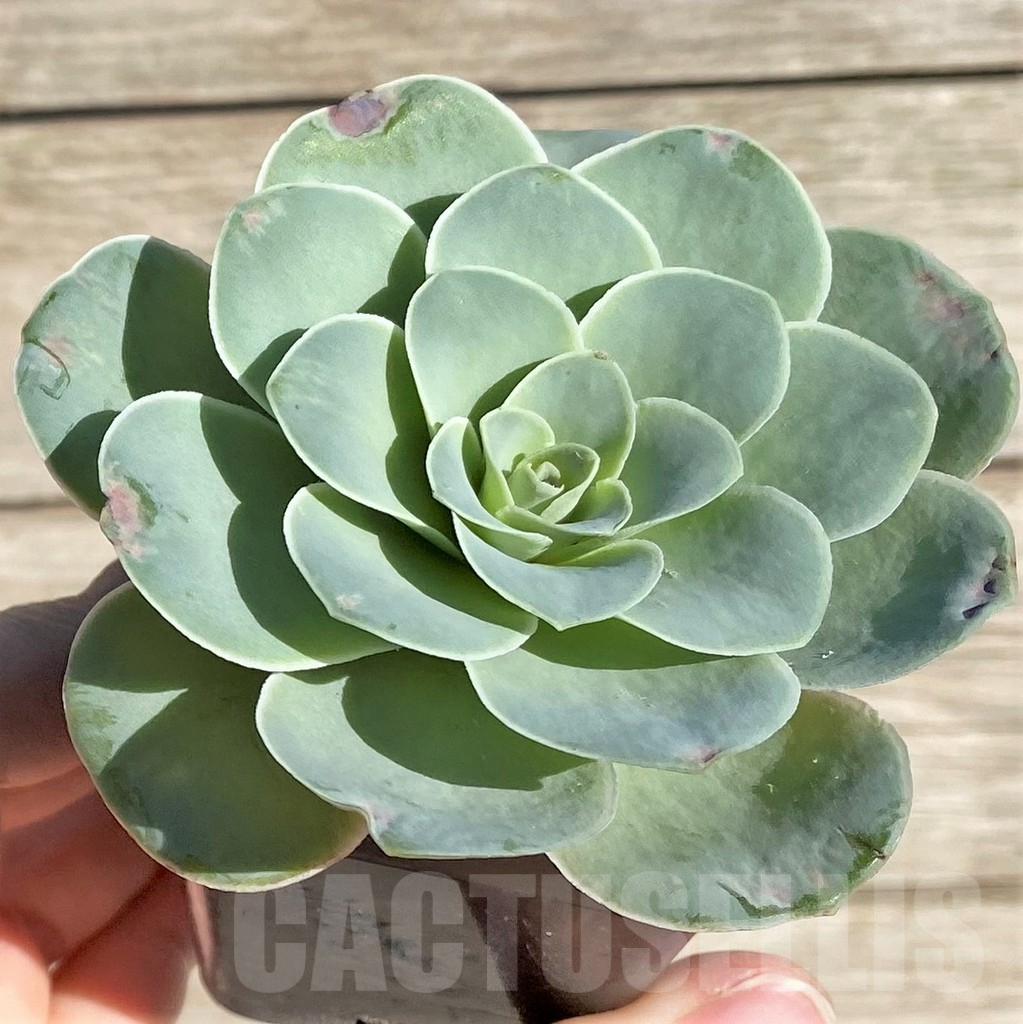 SHPR34460 Greenovia sp. - Image 2