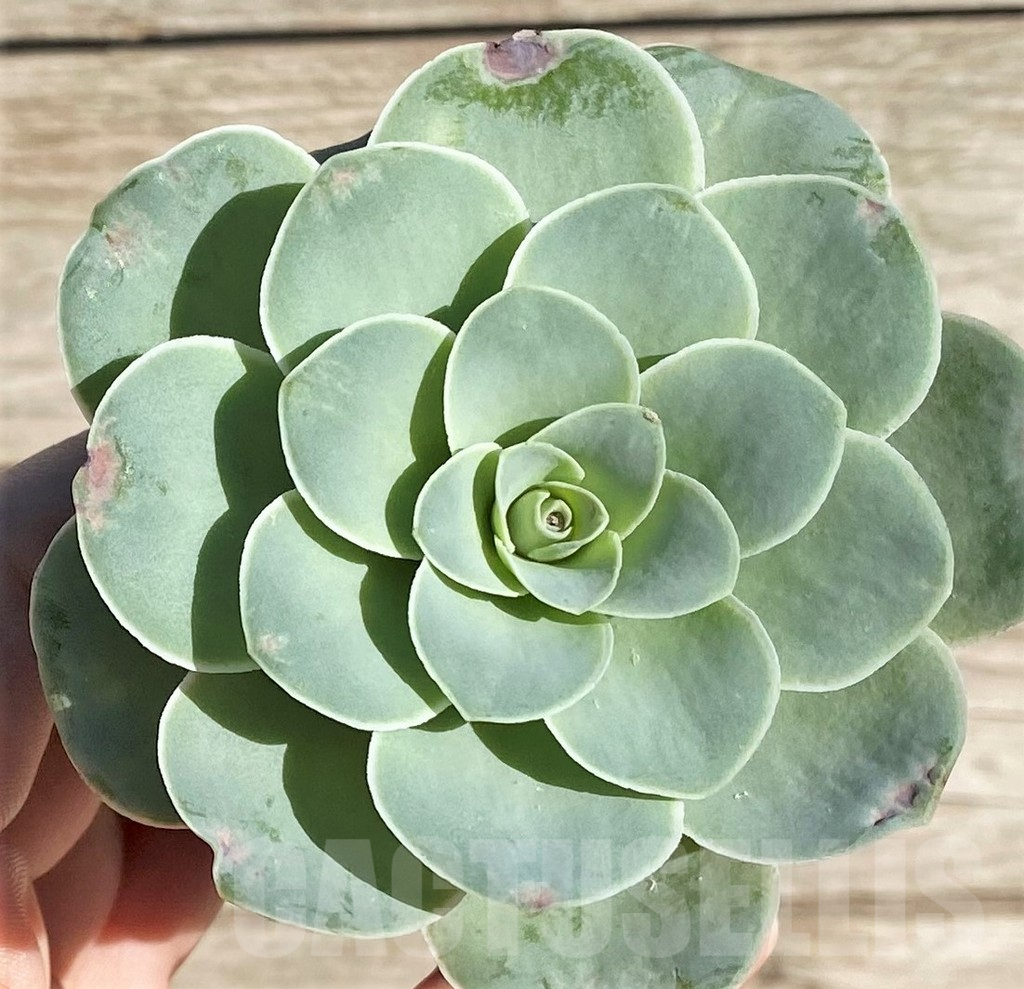 SHPR34460 Greenovia sp.