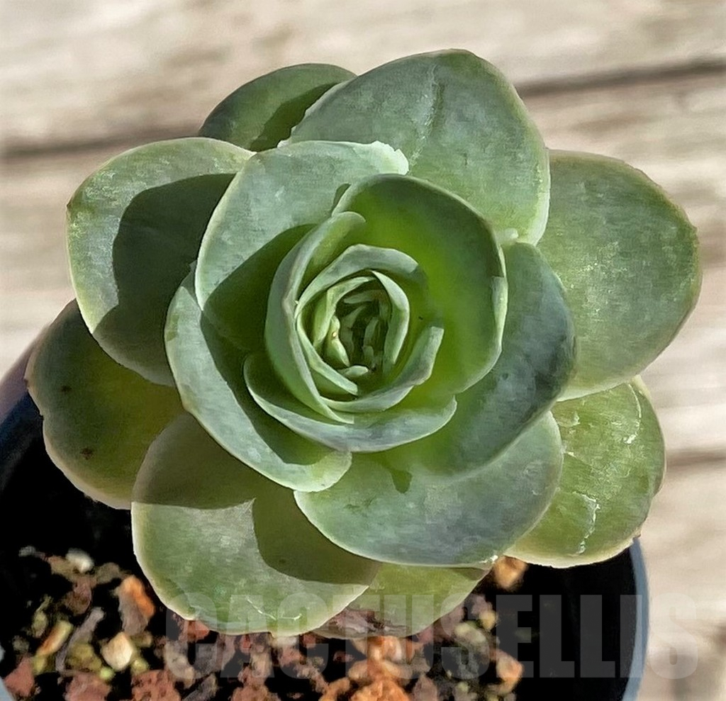 SHPR34464 Greenovia sp. - Image 2