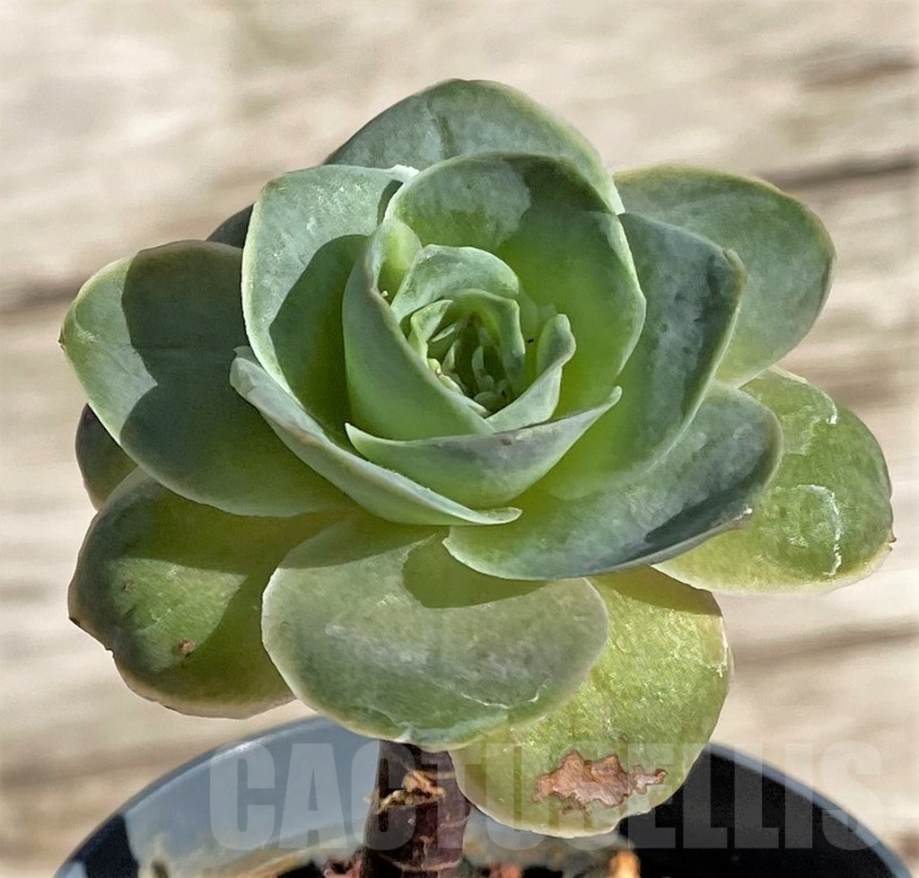 SHPR34464 Greenovia sp.