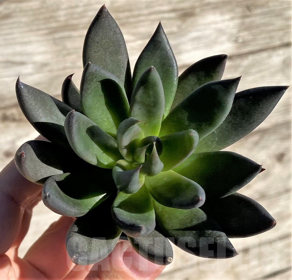 SL34518 Echeveria 'Black Knight' - Image 2