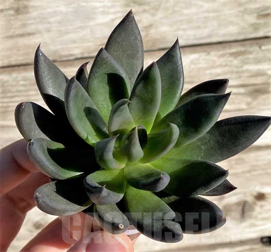 SL34518 Echeveria 'Black Knight'