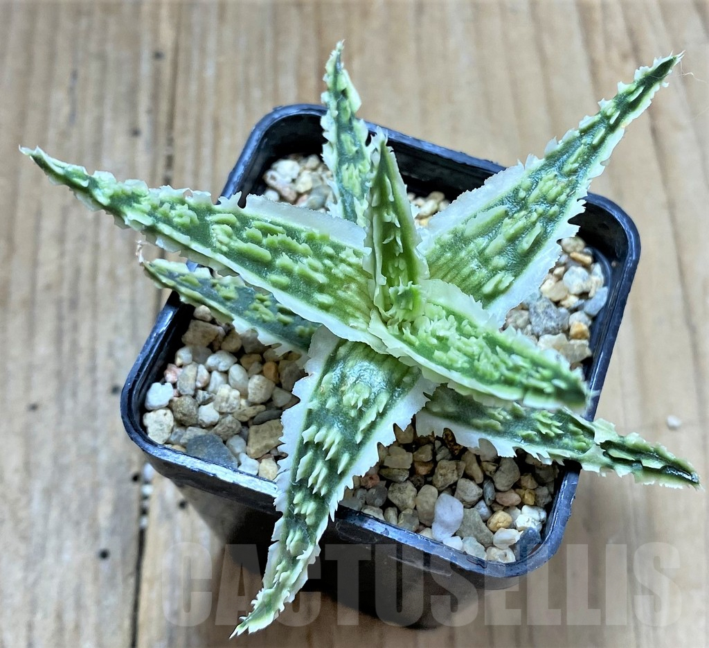 SHPR34475 Aloe TCT hybrid - Image 2