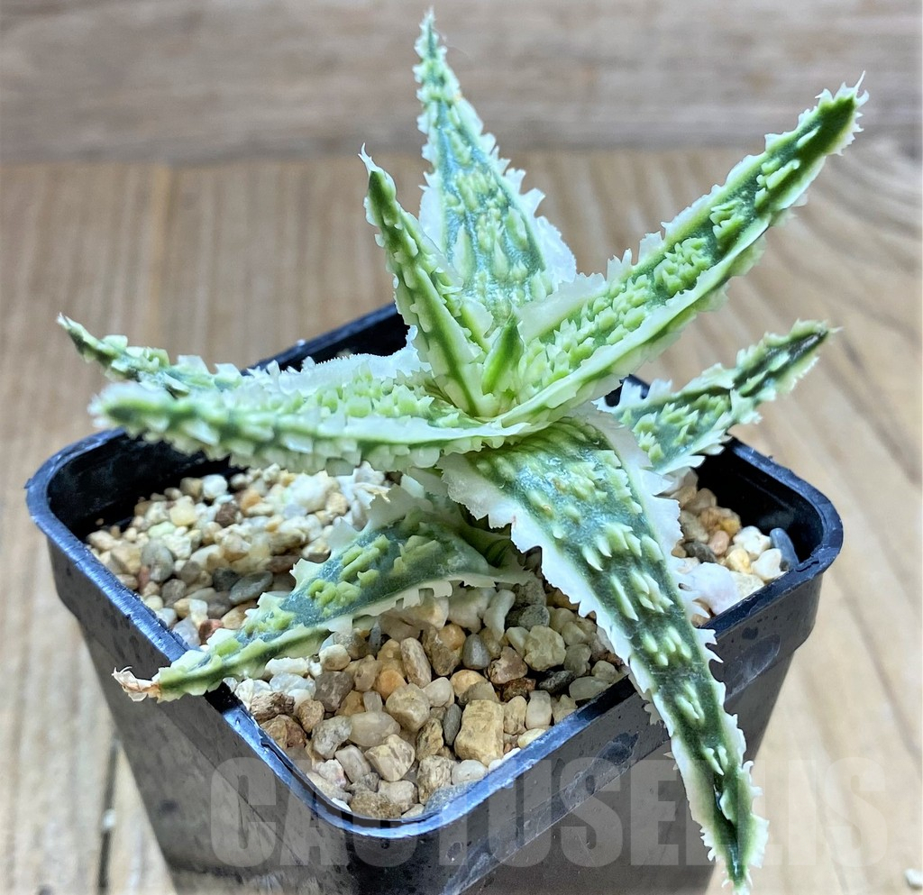 SHPR34475 Aloe TCT hybrid