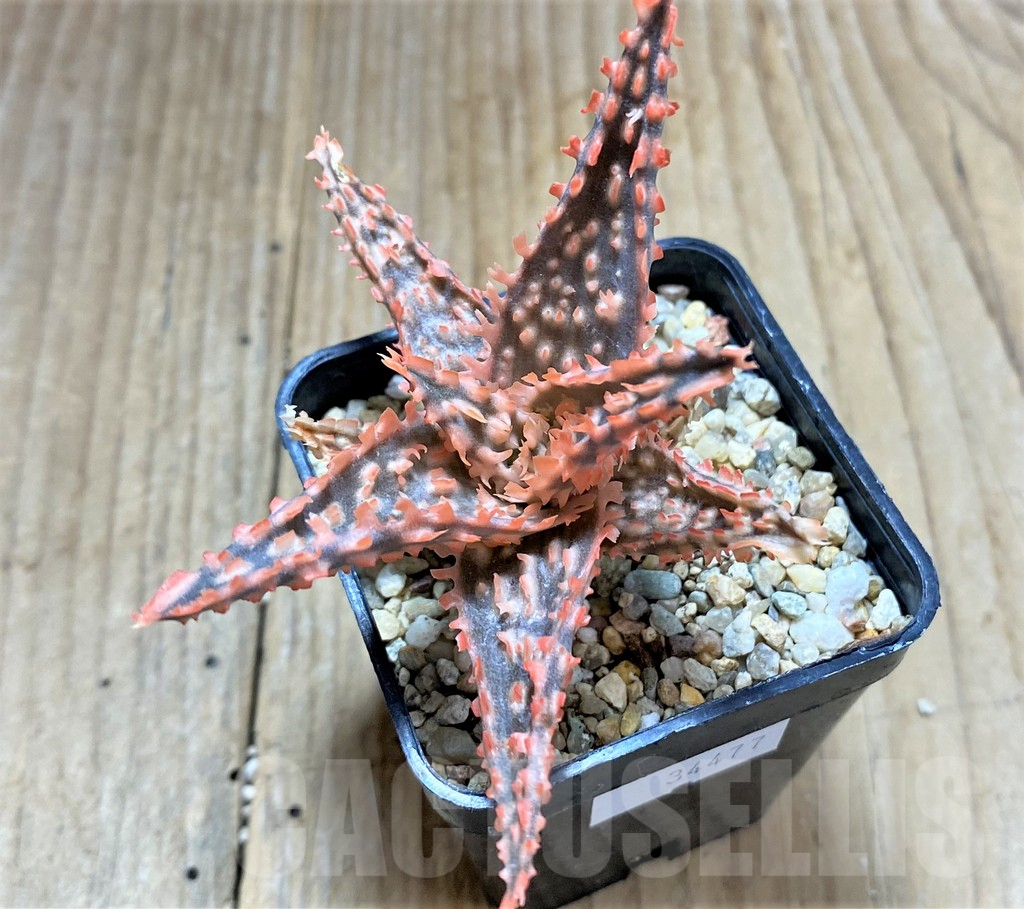 SHPR34477 Aloe TCT hybrid - Image 2