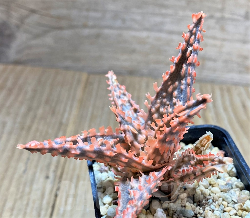 SHPR34477 Aloe TCT hybrid