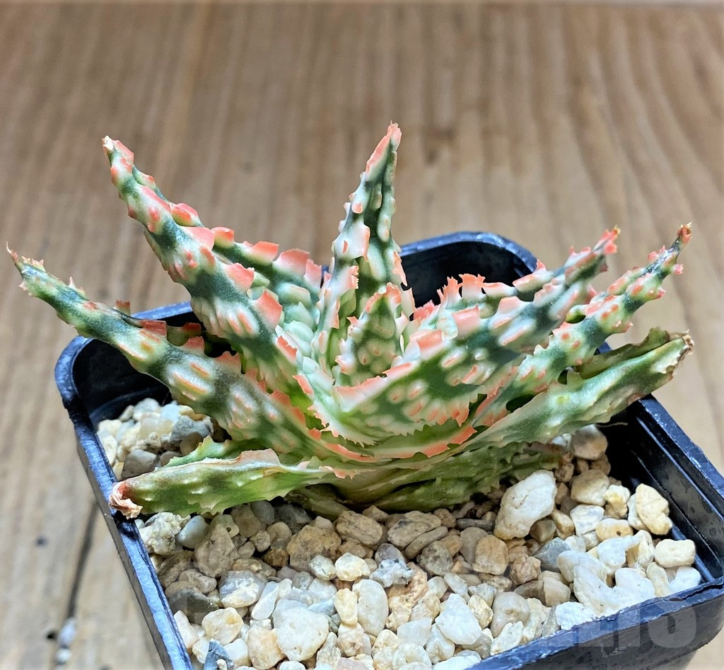 SHPR34481 Aloe TCT hybrid – Image 2