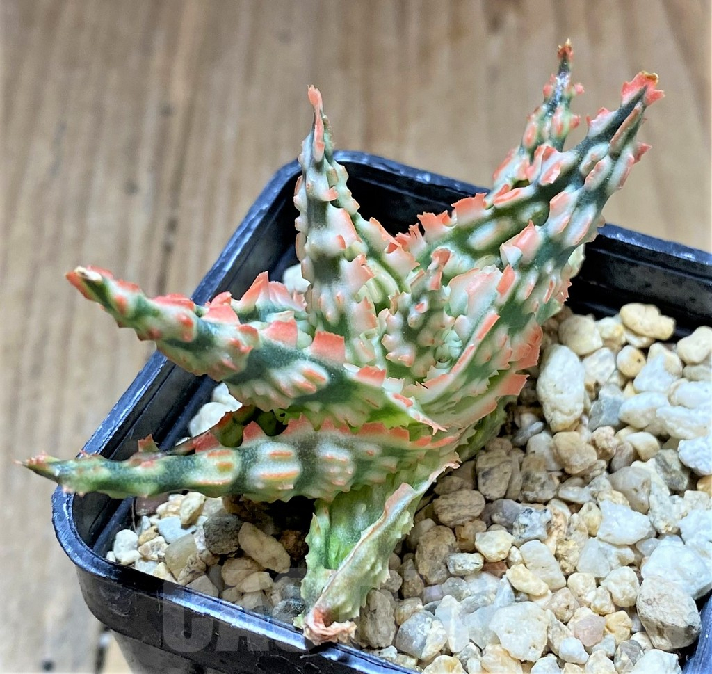 SHPR34481 Aloe TCT hybrid