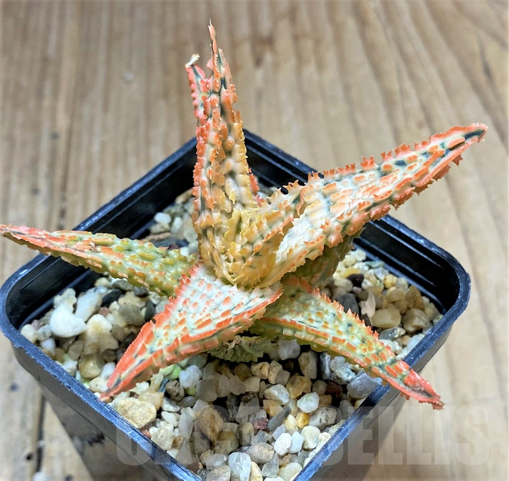 SHPR34491 Aloe TCT hybrid – Image 2