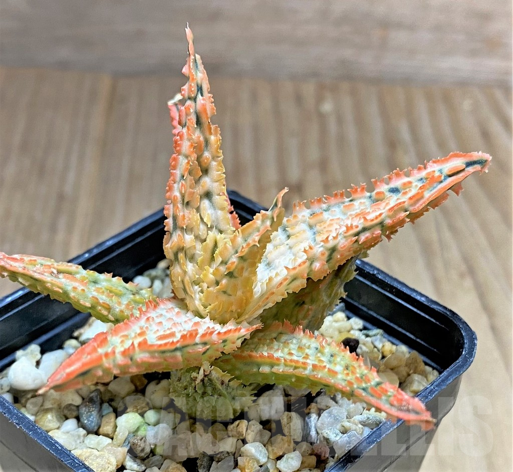 SHPR34491 Aloe TCT hybrid