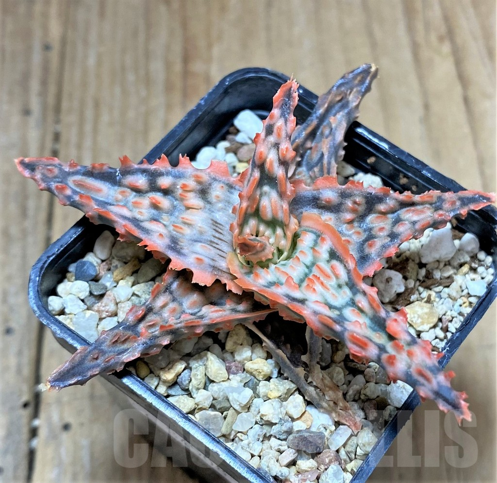 SHPR34508 Aloe TCT hybrid – Image 2