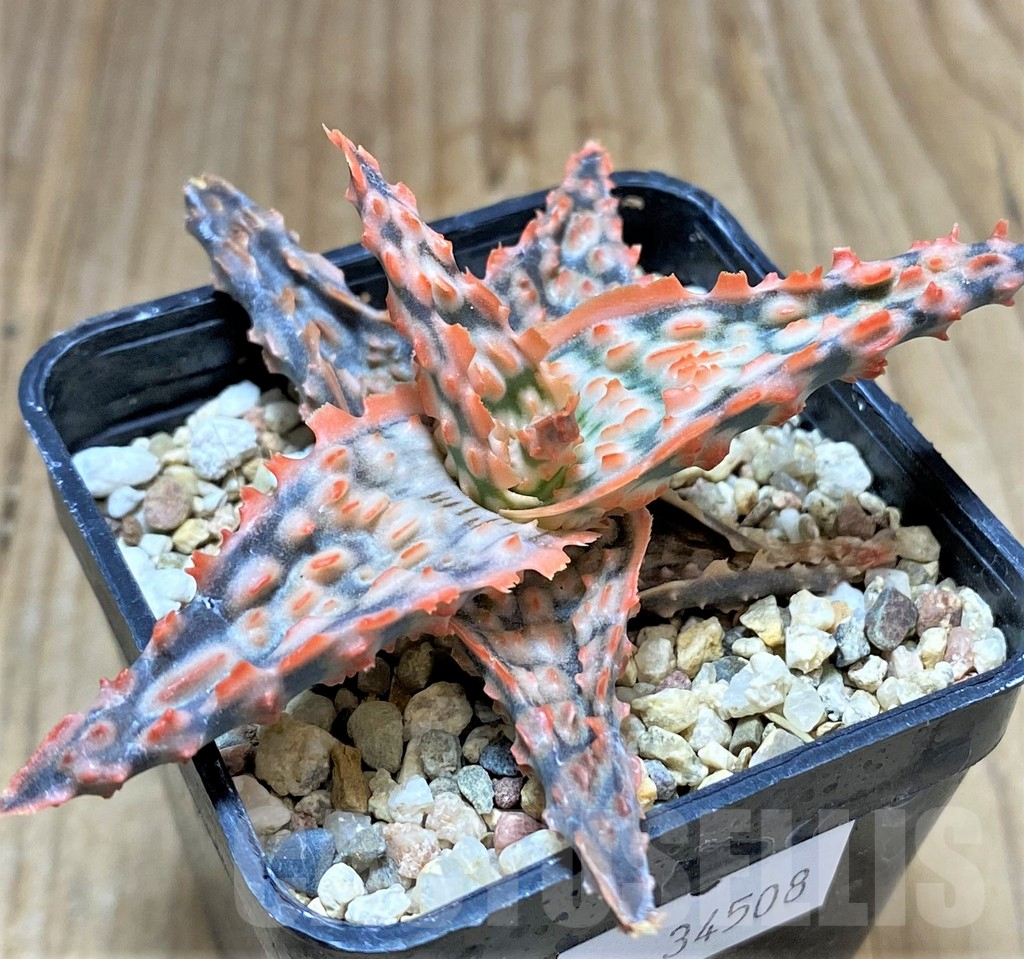 SHPR34508 Aloe TCT hybrid
