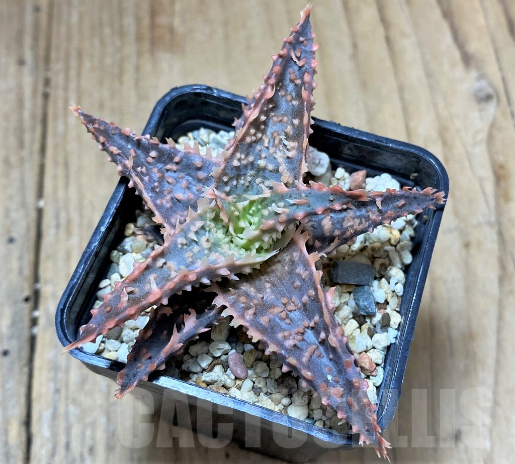 SHPR34509 Aloe TCT hybrid – Bild 3