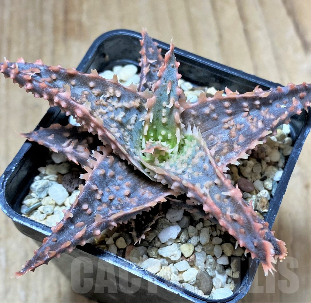 SHPR34509 Aloe TCT hybrid – Bild 2