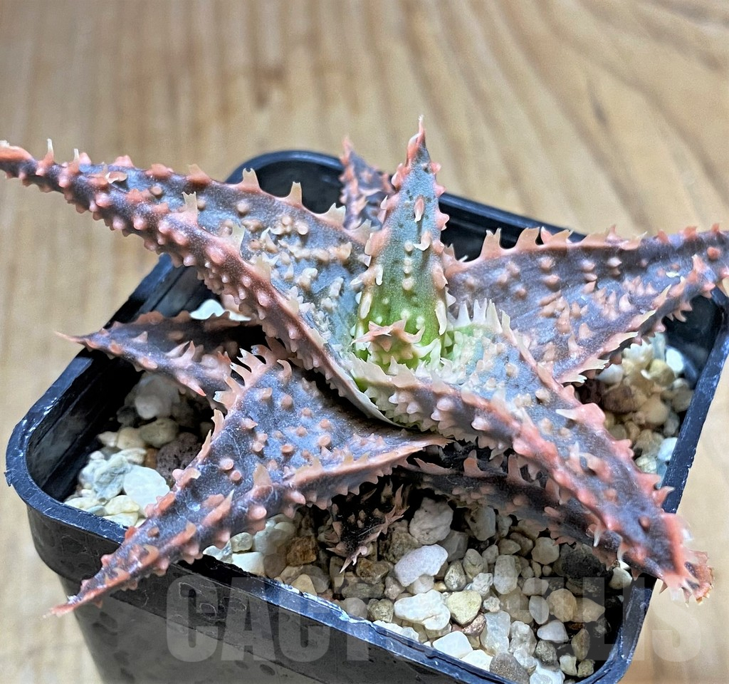 SHPR34509 Aloe TCT hybrid
