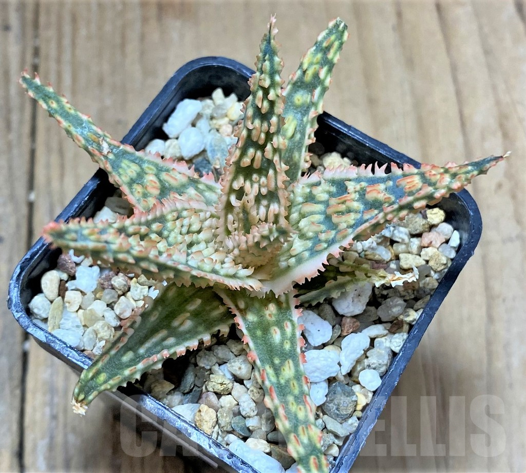 SHPR34510 Aloe TCT hybrid - Imagen 2