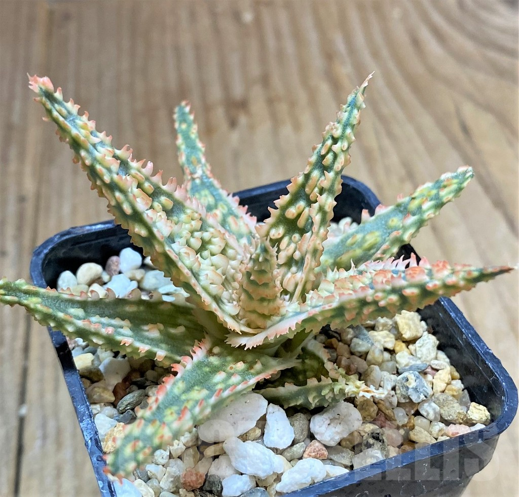 SHPR34510 Aloe TCT hybrid