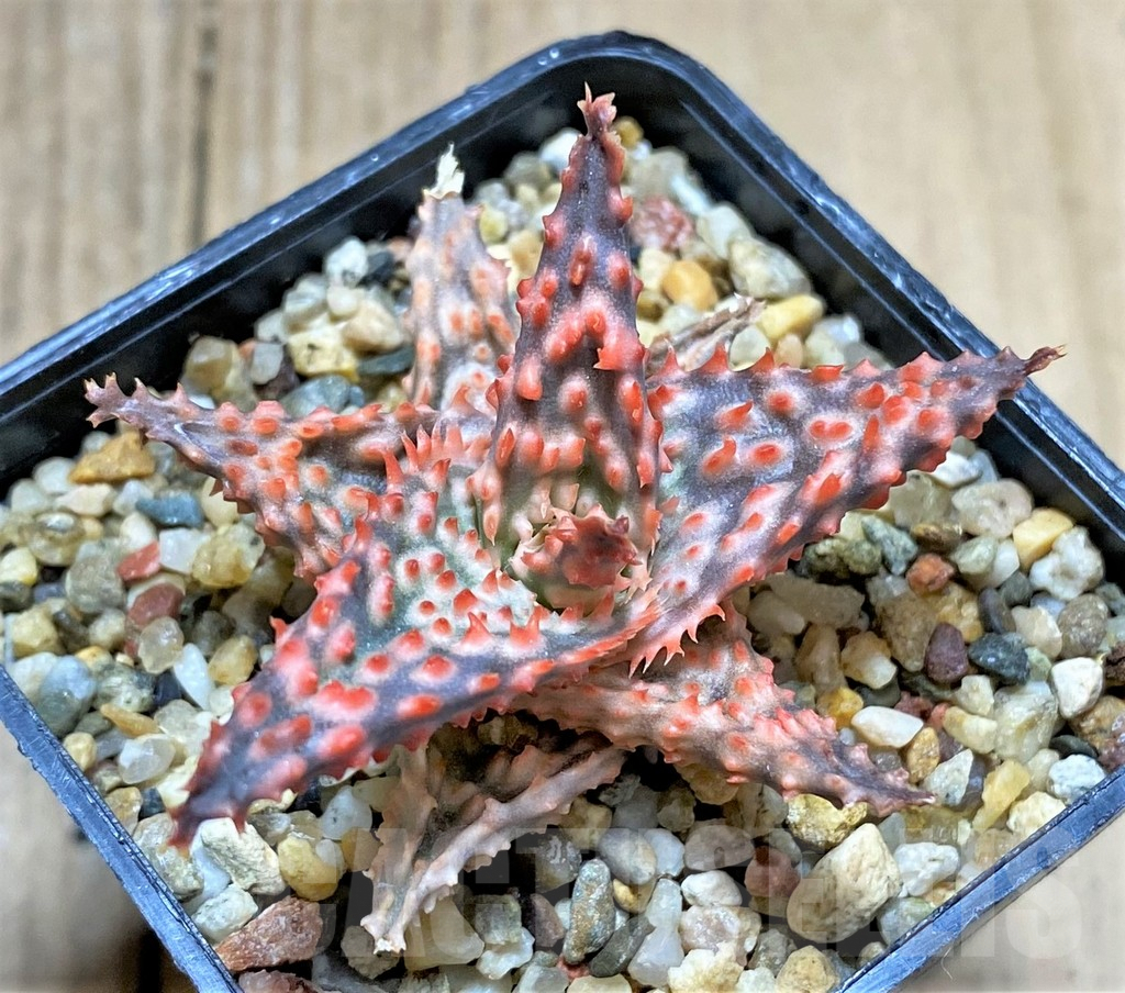 SHPR34511 Aloe TCT hybrid - Obrázek 2