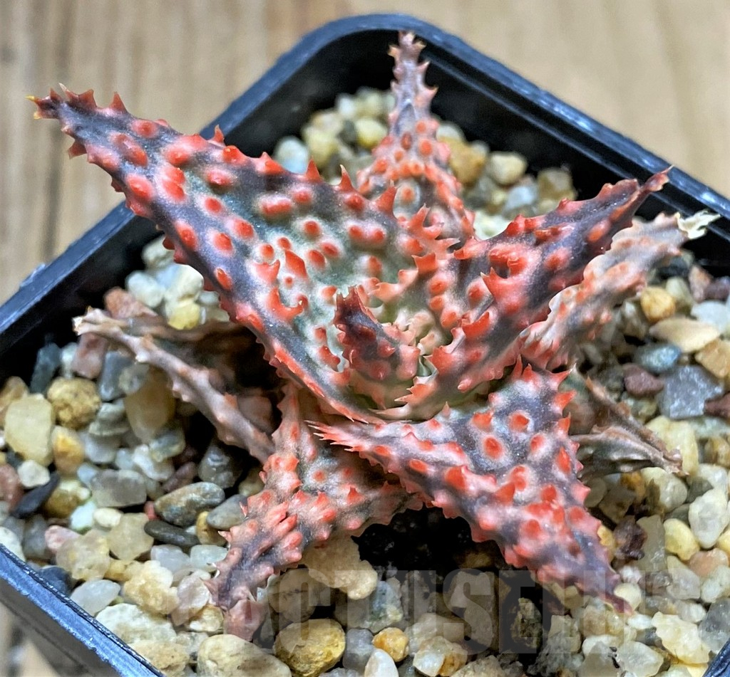 SHPR34511 Aloe TCT hybrid