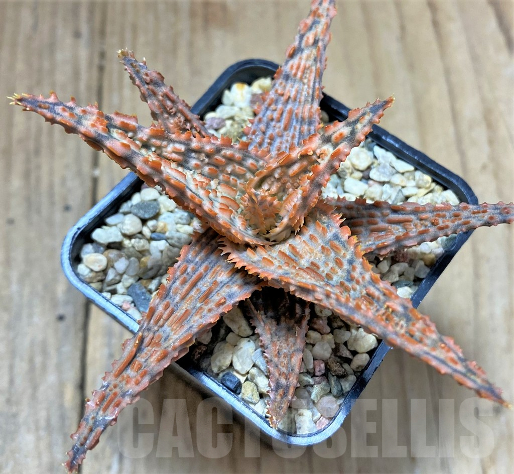 SHPR34512 Aloe TCT hybrid - Obrázek 2