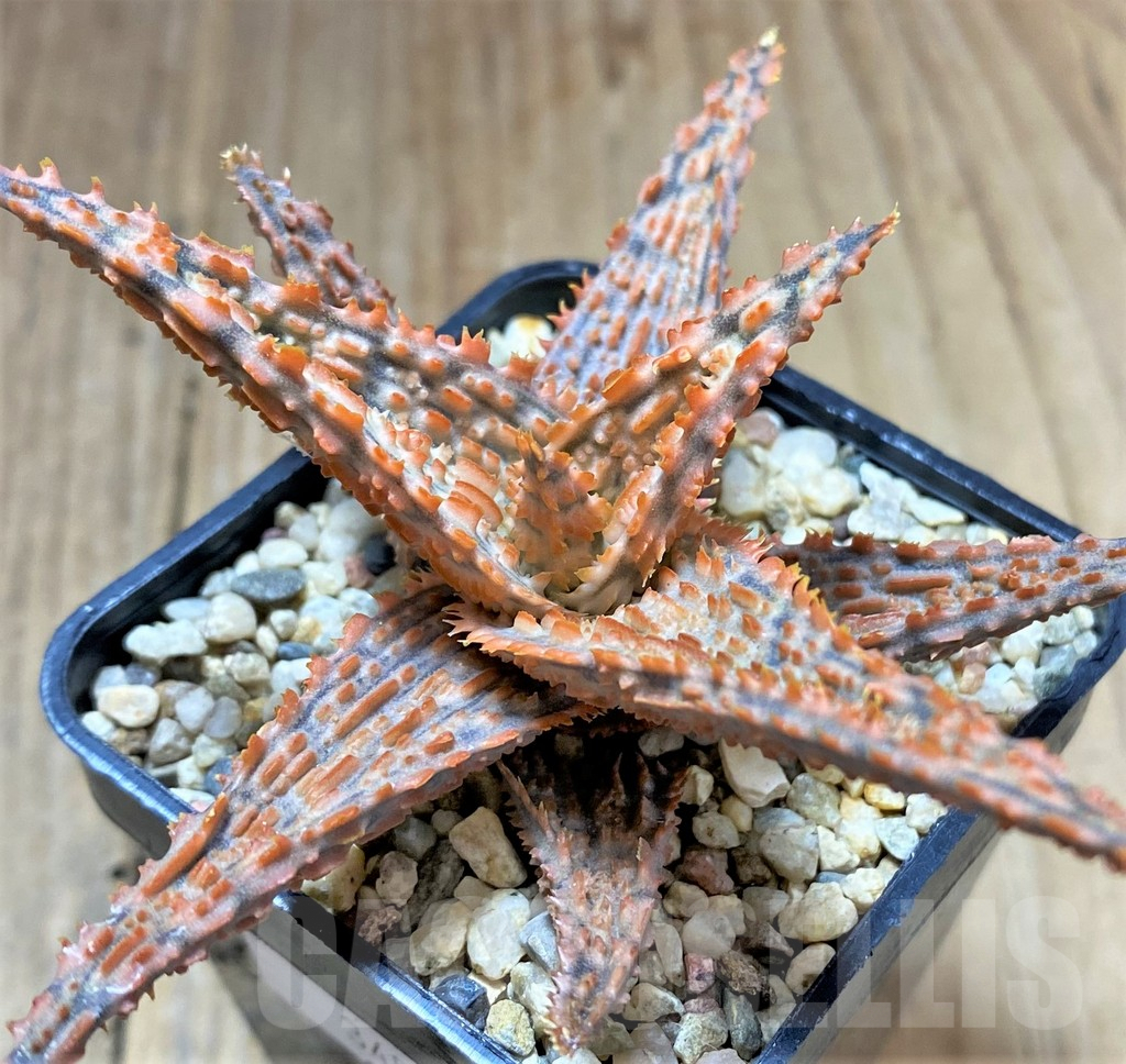 SHPR34512 Aloe TCT hybrid