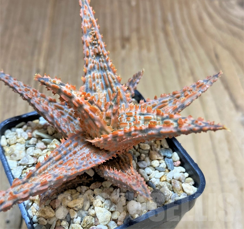 SHPR34512 Aloe TCT hybrid - Obrázek 3