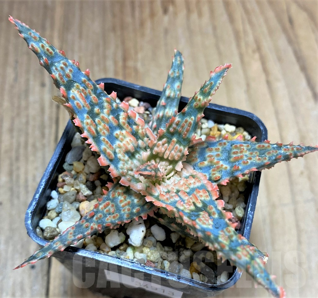 SHPR34513 Aloe TCT hybrid - Image 2
