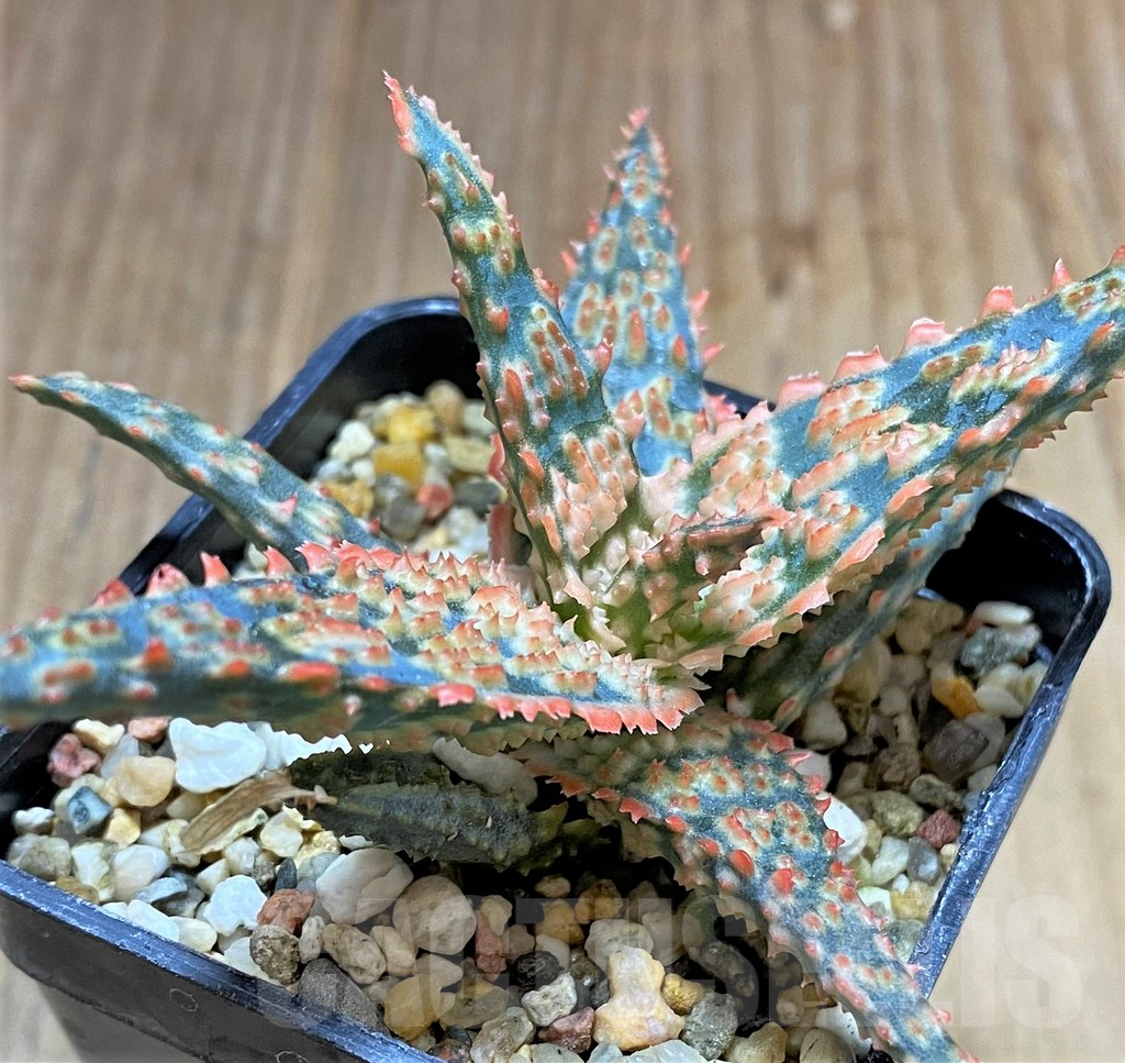 SHPR34513 Aloe TCT hybrid