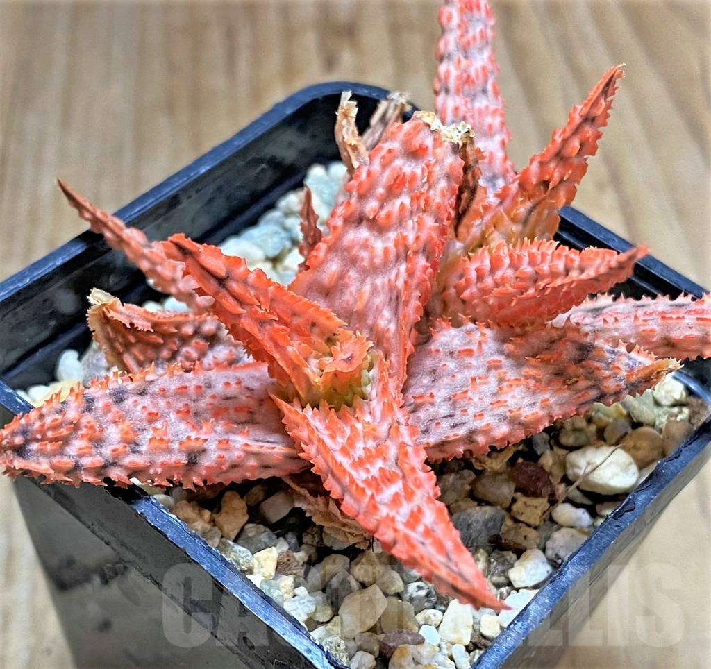 SHPR34514 Aloe TCT hybrid