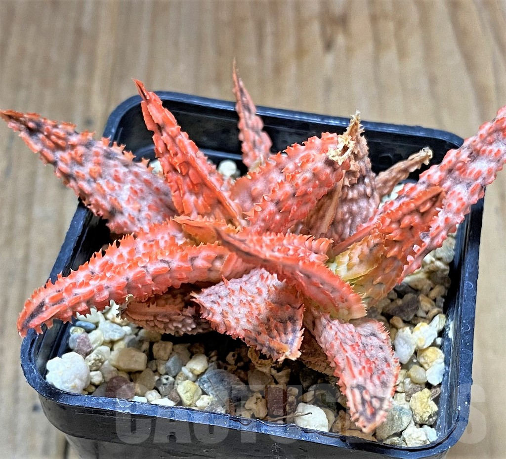 SHPR34514 Aloe TCT hybrid - Image 2