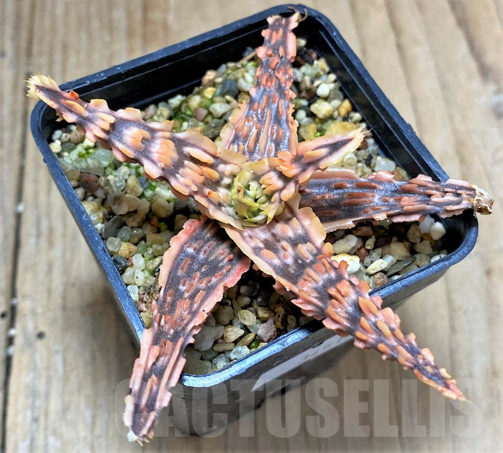 SHPR34515 Aloe TCT hybrid - Image 2