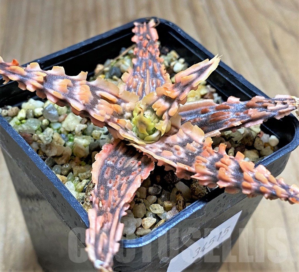 SHPR34515 Aloe TCT hybrid