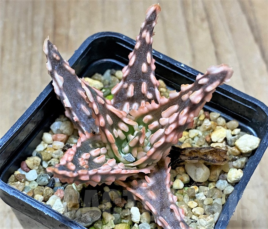 SHPR34516 Aloe TCT hybrid – Image 2