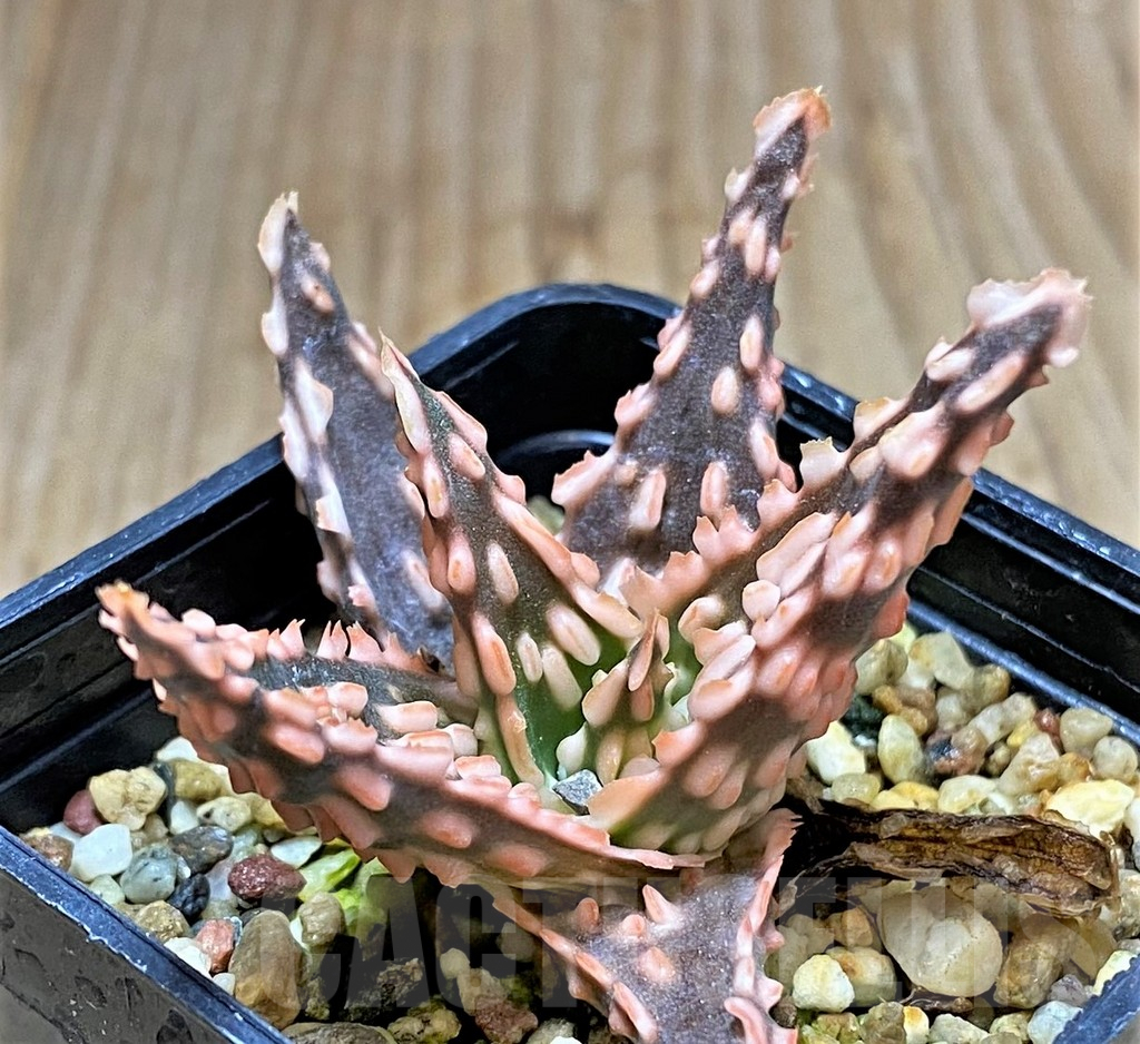 SHPR34516 Aloe TCT hybrid