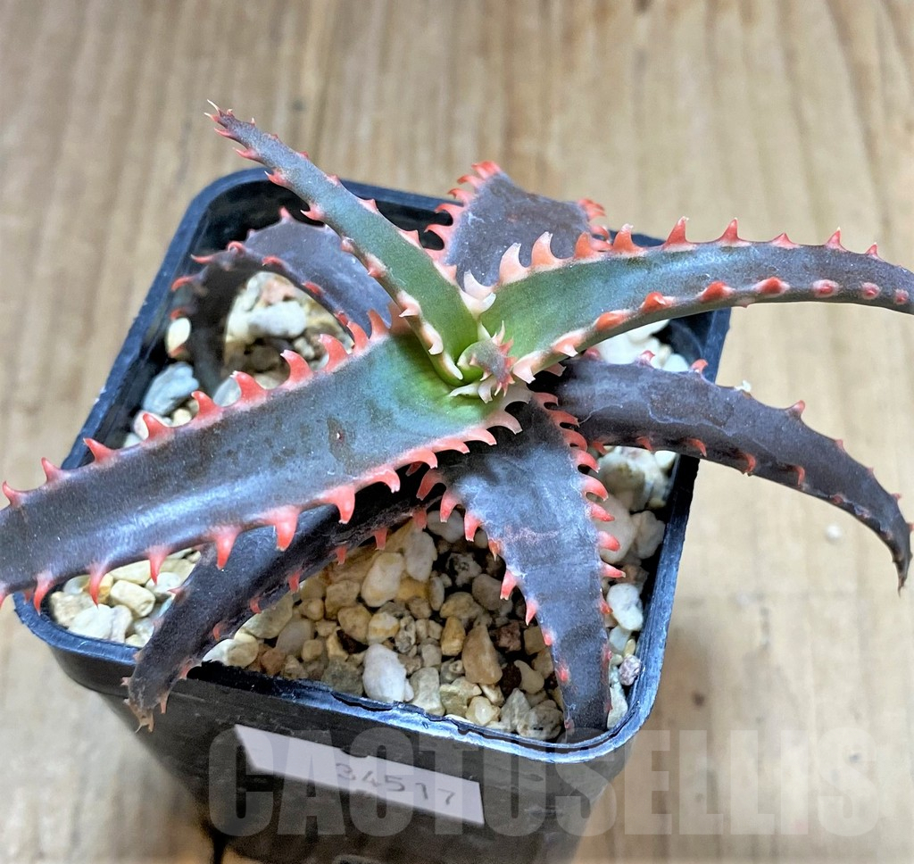 SHPR34517 Aloe TCT hybrid - Image 2