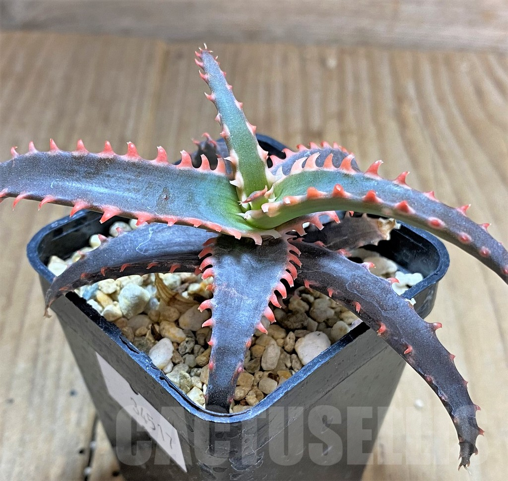 SHPR34517 Aloe TCT hybrid - Image 3