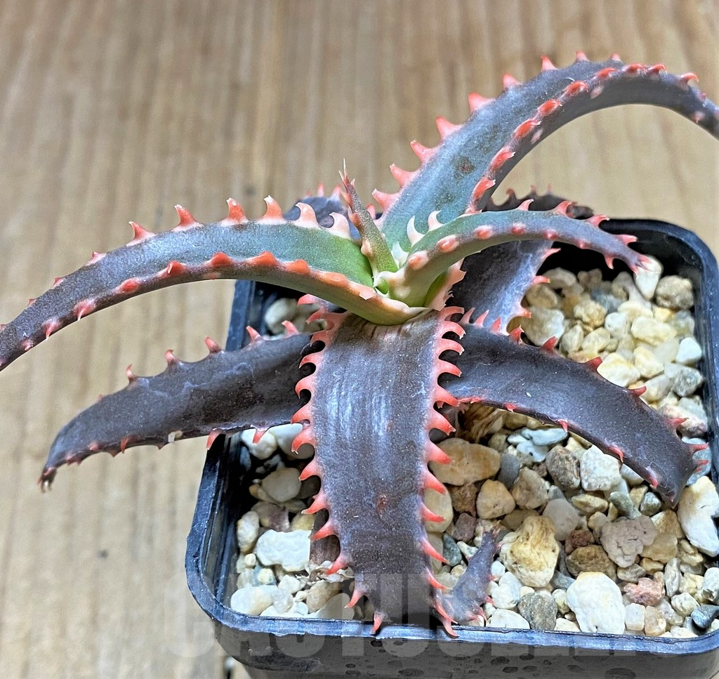 SHPR34517 Aloe TCT hybrid