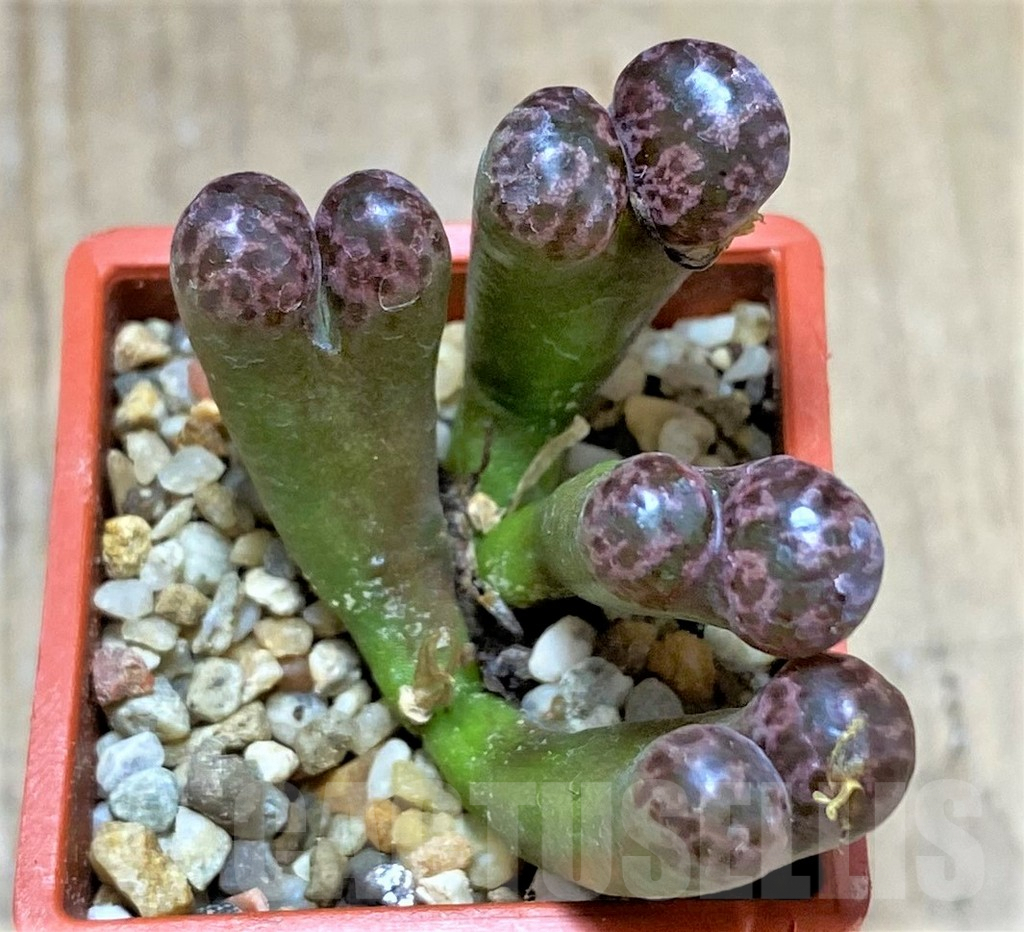 SHPR34519 Conophytum pellucidum v. neohallii ‘Makin’s plum’