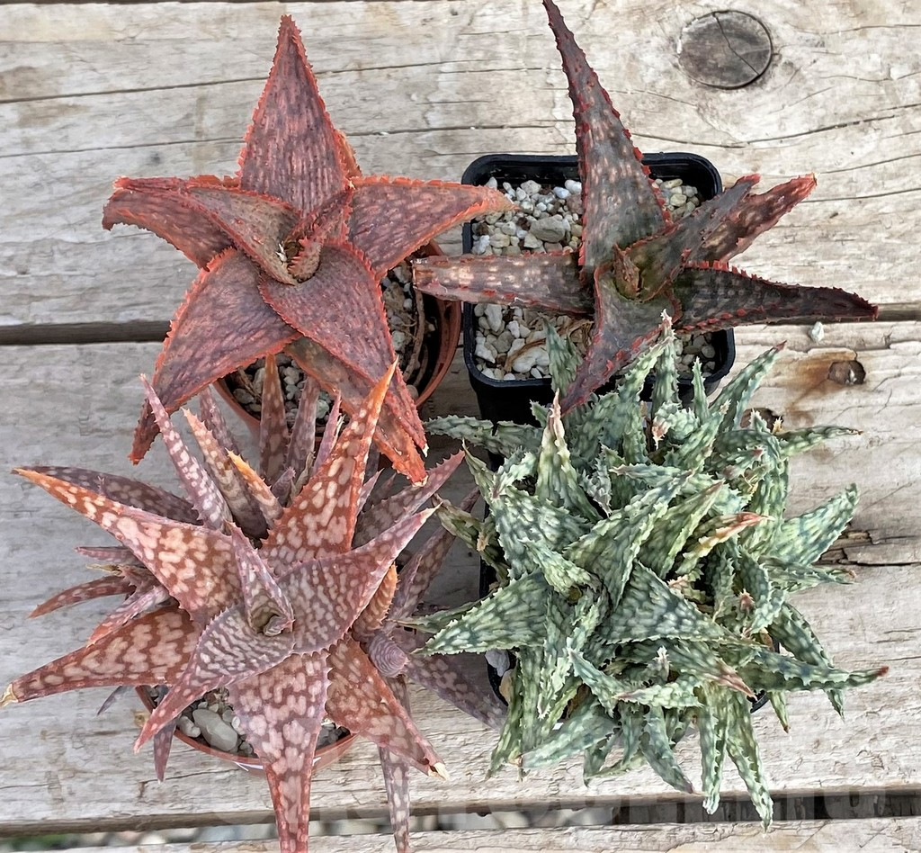 SET171 Aloe hybrid mix - Image 2